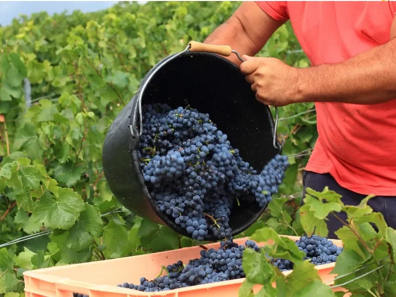 Vendemmia in Toscana: i segreti della produzione del vino